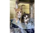 Adopt Cucumber & Tomato a Orange or Red Tabby Domestic Shorthair (short coat)