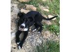 Adopt Rocket a Labrador Retriever / Mixed dog in Oak Hill, WV (39157548)