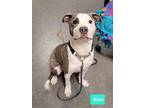 Adopt Rita a American Pit Bull Terrier / Mixed dog in Richmond, IN (39157547)