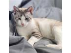 Adopt Mae a Siamese / Mixed (short coat) cat in Fenton, MO (39157468)