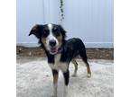 Adopt Lucie a Black Australian Shepherd / Border Collie / Mixed dog in Sarasota
