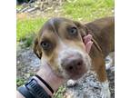 Adopt Miller a Foxhound / Beagle / Mixed dog in Sarasota, FL (39157452)