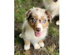 Adopt Butterfly a Merle Australian Shepherd / Mixed dog in Liberty Center