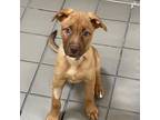 Adopt Willow a Tan/Yellow/Fawn Mixed Breed (Medium) / Mixed Breed (Medium) /