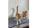 Adopt Jasper - Orange & White Cat #18 a Orange or Red (Mostly) Domestic