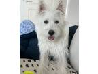 Adopt Bunny a White Westie, West Highland White Terrier / Wirehaired Fox Terrier