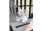 Adopt Peaches a Orange or Red (Mostly) American Shorthair / Mixed (short coat)