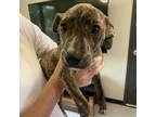 Adopt Taylor a Brindle Mixed Breed (Medium) / Mixed dog in Ponca City