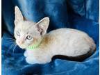 Adopt Brant a White Siamese / Domestic Shorthair / Mixed cat in Santa Fe