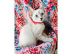 Adopt Faye a Cream or Ivory Siamese / Domestic Shorthair / Mixed cat in Santa