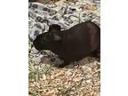 Adopt Clooney a Black Guinea Pig (hairless coat) small animal in Toronto