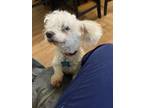 Adopt Charger a White - with Tan, Yellow or Fawn Poodle (Standard) / Maltipoo /