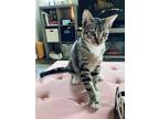 Adopt MJ a Brown Tabby American Shorthair / Mixed (short coat) cat in Las Vegas