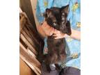 Adopt BB King a All Black Bombay (short coat) cat in Woodland, CA (39157152)