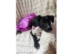 Adopt Lacey the Lab Mix Puppy a Black - with White Labrador Retriever / American
