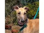 Adopt Wylie a Red/Golden/Orange/Chestnut Greyhound / Mixed dog in El Cajon