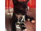 Adopt Jack a All Black Domestic Shorthair / Mixed cat in Marion, IL (39157221)