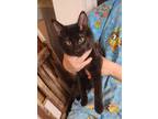 Adopt Stevie Wonder a All Black Bombay (short coat) cat in Woodland