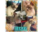 Adopt Tanzy (Sophie) a Siamese / Mixed (short coat) cat in Madison
