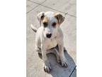 Adopt Owl the Lab Mix Puppy a White - with Red, Golden, Orange or Chestnut