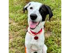 Adopt Coby a Black Border Collie / Mixed Breed (Medium) / Mixed dog in FREEPORT