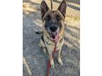 Adopt Rex a Tan/Yellow/Fawn German Shepherd Dog / Mixed dog in Fairfax