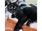 Adopt Austin a Black & White or Tuxedo Egyptian Mau / Mixed (short coat) cat in