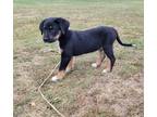 Adopt Majors the Border Collie Mix a Black - with Brown, Red, Golden