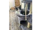 Adopt Flynn a Gray, Blue or Silver Tabby American Shorthair / Mixed (short coat)