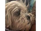 Adopt Artichoke a White - with Tan, Yellow or Fawn Shih Tzu / Mixed dog in St.