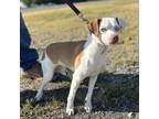 Adopt Paint me a Birmingham a White - with Tan, Yellow or Fawn Jack Russell