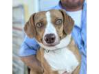 Adopt Chattahoochee a Tan/Yellow/Fawn Jack Russell Terrier / Beagle / Mixed dog