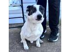 Adopt Blue Tacoma a Black Border Collie / Jack Russell Terrier / Mixed dog in