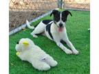 Adopt Bass a White - with Black Jack Russell Terrier / Corgi / Mixed dog in
