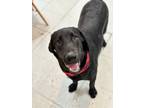 Adopt Biggie a Black Labrador Retriever / Mixed dog in Phoenix, AZ (39156932)