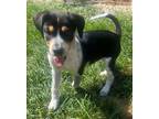 Adopt Babe the Border Collie Mix Pup a Tricolor (Tan/Brown & Black & White)