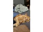 Adopt Ares a Orange or Red Domestic Longhair / Mixed (long coat) cat in Olympia