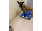 Adopt 17051 a Belgian Malinois / Mixed dog in Covington, GA (39156817)
