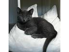 Adopt Kohl a Gray or Blue Domestic Shorthair / Mixed cat in Melfort
