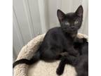 Adopt Mildred a All Black Domestic Shorthair / Mixed cat in Melfort