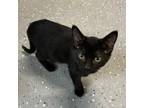 Adopt Karma a All Black Domestic Shorthair / Mixed cat in Melfort, SK (39156854)