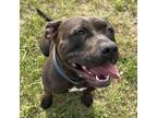 Adopt Margeaux a Black Pit Bull Terrier / Pit Bull Terrier / Mixed dog in