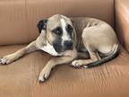 Adopt Amino a Black - with Tan, Yellow or Fawn Mastiff / Mutt / Mixed dog in