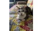 Adopt Mouse a Calico or Dilute Calico Domestic Mediumhair / Mixed (medium coat)