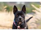 Adopt Ruby a Australian Cattle Dog / Labrador Retriever / Mixed dog in