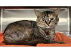 Adopt Haru a Gray or Blue Domestic Longhair / Domestic Shorthair / Mixed cat in