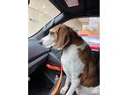 Adopt walker a Brown/Chocolate - with White Treeing Walker Coonhound / Mixed dog