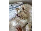 Adopt Dante a Siberian Husky / Golden Retriever / Mixed dog in El Cajon