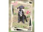 Adopt Girly a Black - with White American Staffordshire Terrier / Great Dane /