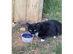 Adopt Tux a Black & White or Tuxedo Domestic Shorthair (short coat) cat in